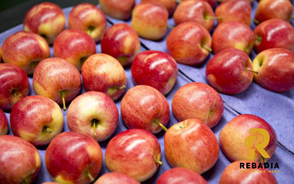 Gala apple production in bulk