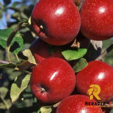 What are Red Delicious apples good for?