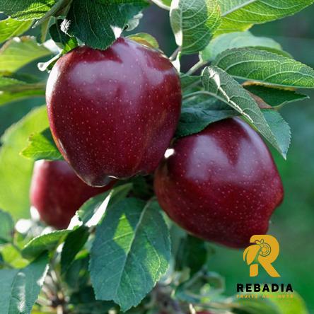Purchase red delicious apple in bulk