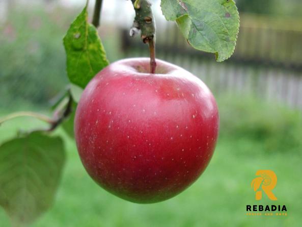 Red delicious apple for sale